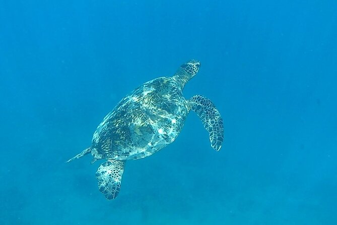 9am Turtle Canyon Snorkel Adventure - Booking, Cancellation, and Flexibility