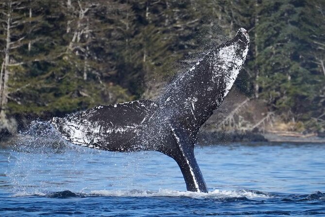 A Comfortable Sitka Whale Watching Wildlife Shore Excursion - The Captain’s Expertise and Local Knowledge