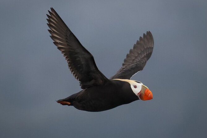 A Comfortable Sitka Whale Watching Wildlife Shore Excursion - Booking Details and Flexibility