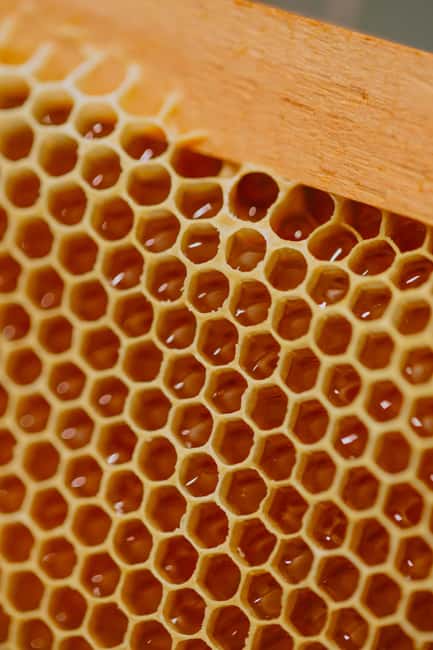 A day as a beekeeper: an adventure among mountains and nature - A Unique Opportunity to Experience Beekeeping in Marche for $71