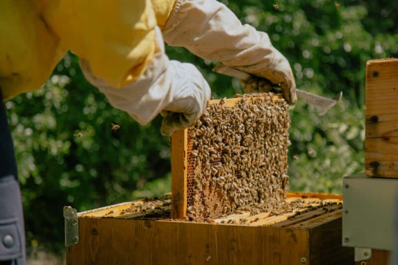 A day as a beekeeper: an adventure among mountains and nature - How the Beekeeping Experience Unfolds