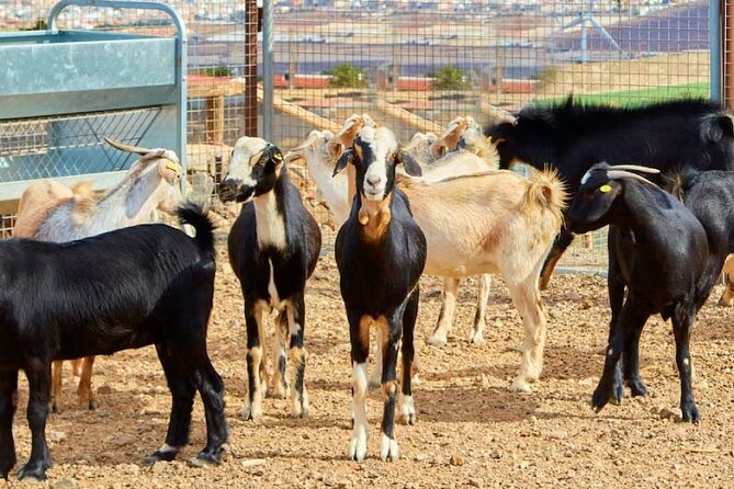 A day at the farm - Introduction to the Farm Experience