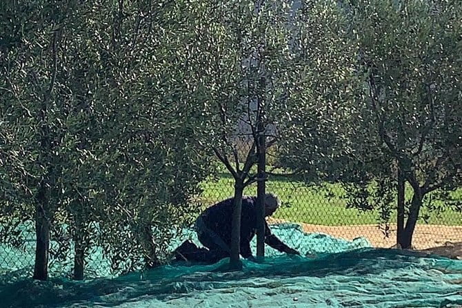 A day in Tuscany & Medieval Towns - The Lunch Experience: Regional Flavors Organized for You