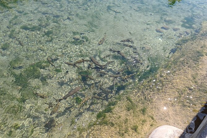 A day tour in Montanejos hot springs. - Who Will Love This Tour?