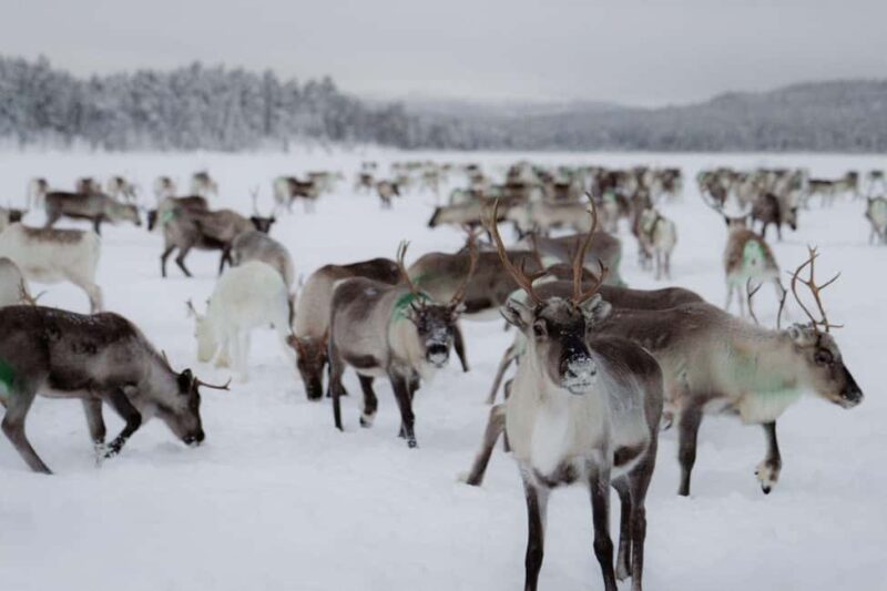 A day with reindeer herders in the wilderness - Experience a Day with Reindeer Herders in the Finnish Wilderness