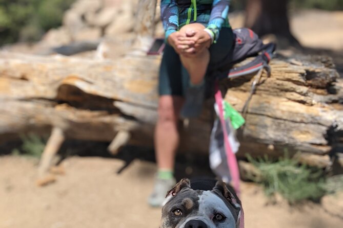 A Local's Favorite Hike in Big Bear with Lake Swimming Experience - Guided Tour with a Knowledgeable and Friendly Host