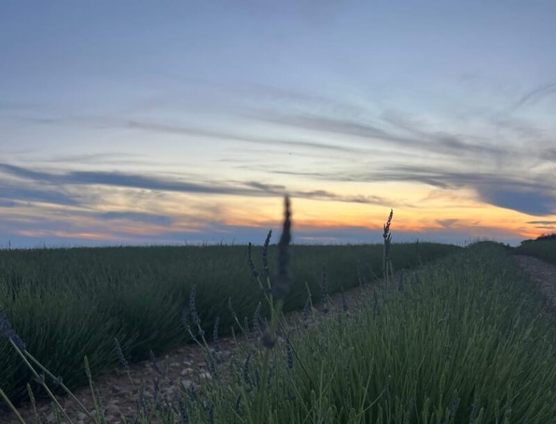 A provençal picnic at sunset in the lavender fields - Experience a Sunset Picnic in the Heart of Provences Lavender Fields