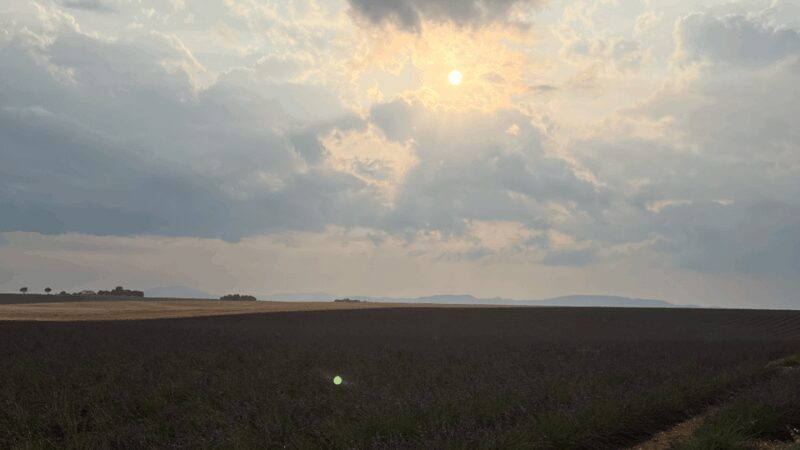 A provençal picnic at sunset in the lavender fields - The Charm of the Angelvin Lavender Factory and Its Guided Tour