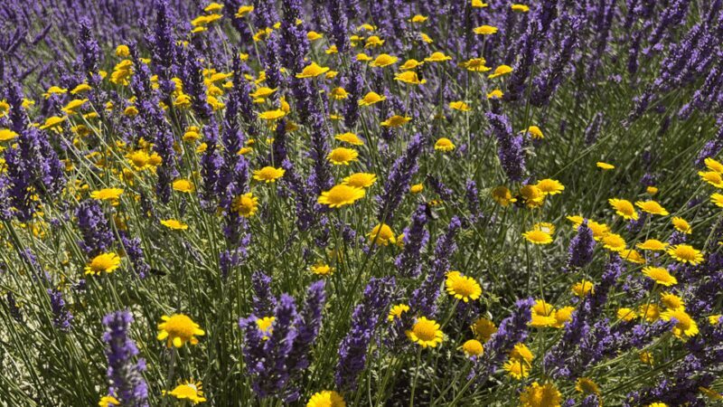 A provençal picnic at sunset in the lavender fields - Scenic Drive Across the Valensole Plateau and Photo Opportunities