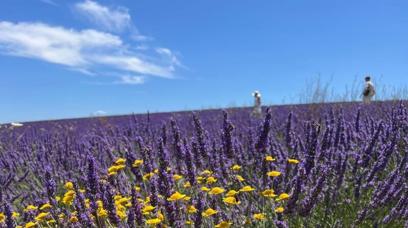 A provençal picnic at sunset in the lavender fields - The Sunset Picnic: A Feast Amidst Lavender Blooms