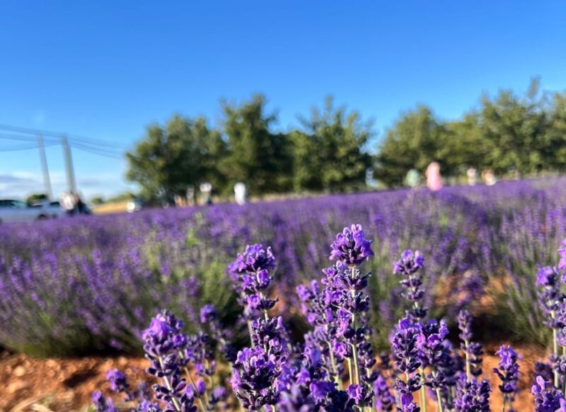 A provençal picnic at sunset in the lavender fields - Practical Details: Pickup, Group Size, and Accessibility
