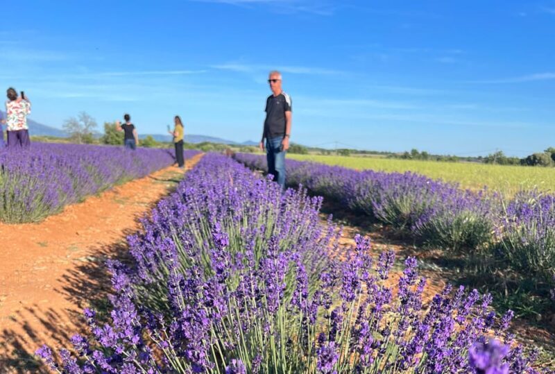 A provençal picnic at sunset in the lavender fields - Flexibility and Booking Details