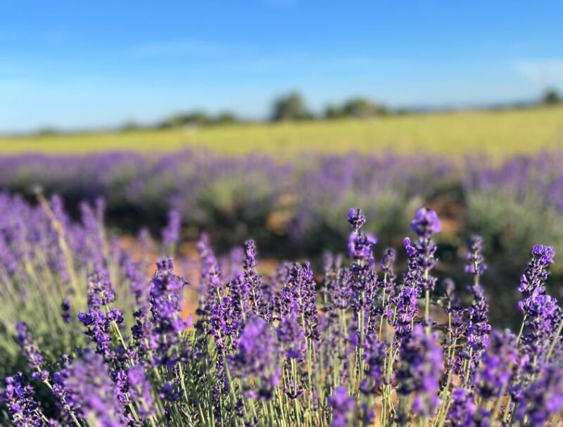 A provençal picnic at sunset in the lavender fields - Unique Aspects that Set This Tour Apart