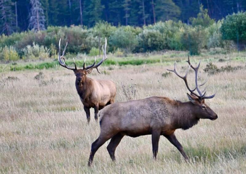 A Ruttin' Good Time - Experience the Elk Rut in Rocky Mountain National Park