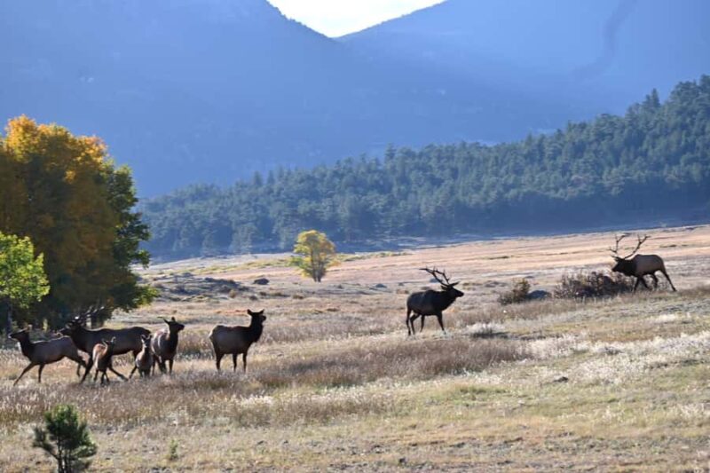 A Ruttin' Good Time - Value and Comparison with Other Wildlife Tours