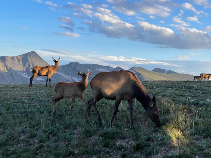 A Ruttin' Good Time - Frequently Asked Questions