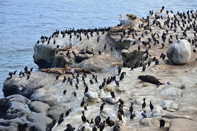 A Seaside Stroll: La Jolla's Hidden Treasures Self-Guided Tour - Historic Charm of Childrens Pool and La Jolla’s Past