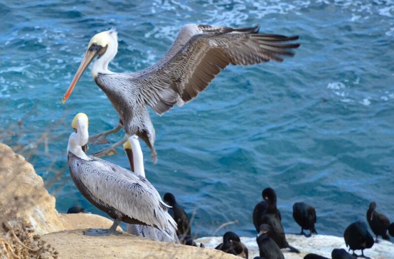 A Seaside Stroll: La Jolla's Hidden Treasures Walking Tour - Visiting the Childrens Pool and Local Art Scene