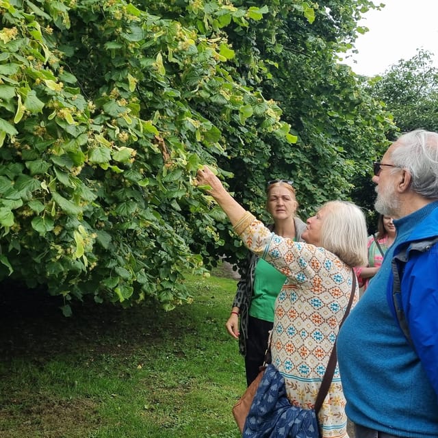 A Tour of Glastonbury - Guided by the Trees - Discover Glastonbury’s Unique Landscape and Heritage