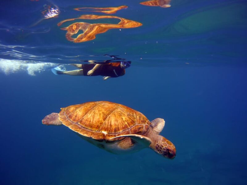 Abades: Paddle Surf and Snorkel with Turtles in a Volcanic Reef - What Makes the Waters of Tenerife Ideal for Paddle Surfing?