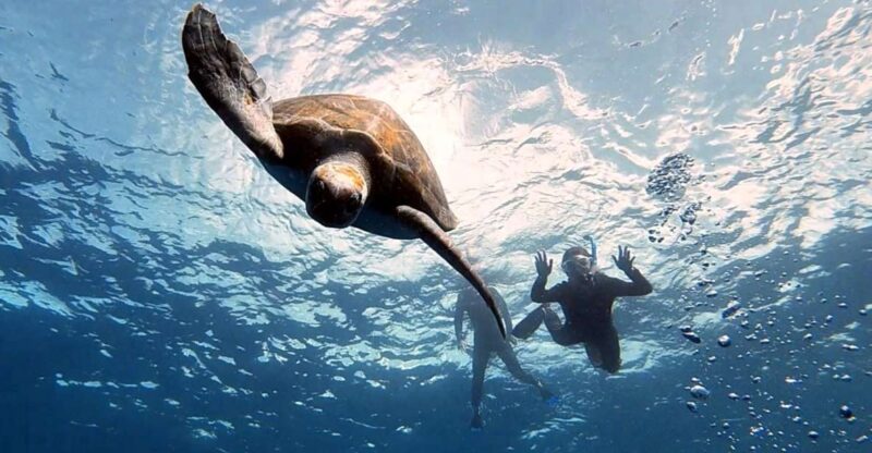 Abades: Tenerife Turtles and Rays Snorkeling Trip - Dive into Tenerife’s Marine Wonders: Snorkeling with Turtles and Rays