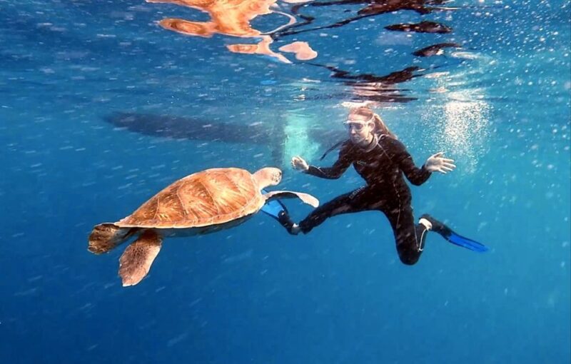 Abades: Tenerife Turtles and Rays Snorkeling Trip - Key Points