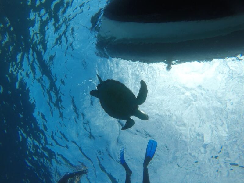 Abades: Tenerife Turtles and Rays Snorkeling Trip - Starting Point and Departure Options