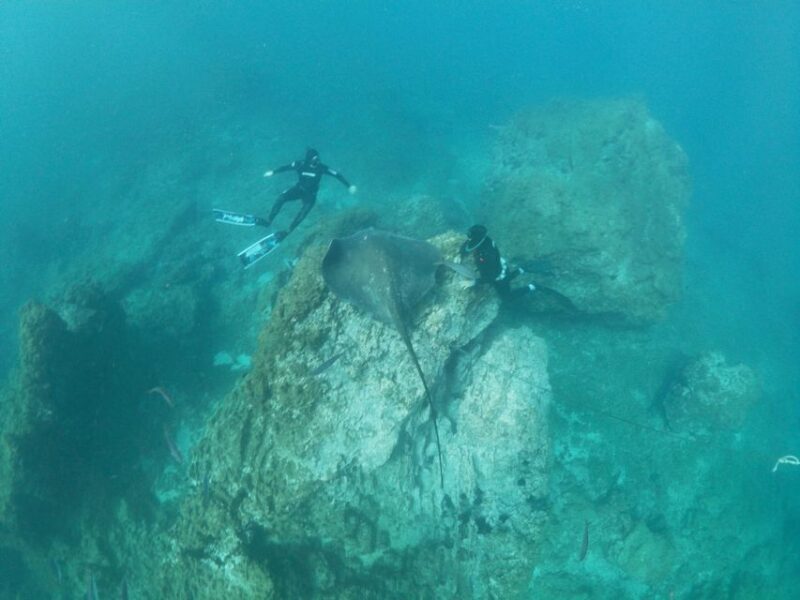 Abades: Tenerife Turtles and Rays Snorkeling Trip - Snorkeling Equipment and Guided Support