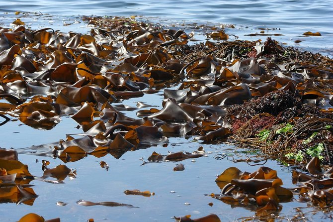 Abalone farm tour and tasting with coastal seaweed walk. Guided. 2 hours - Tasting the Fruits of the Sea: From Sashimi to Seaweed Salads