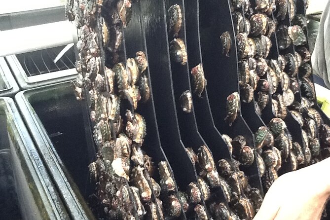 Abalone Farm Tour - The Value for Money and Overall Experience