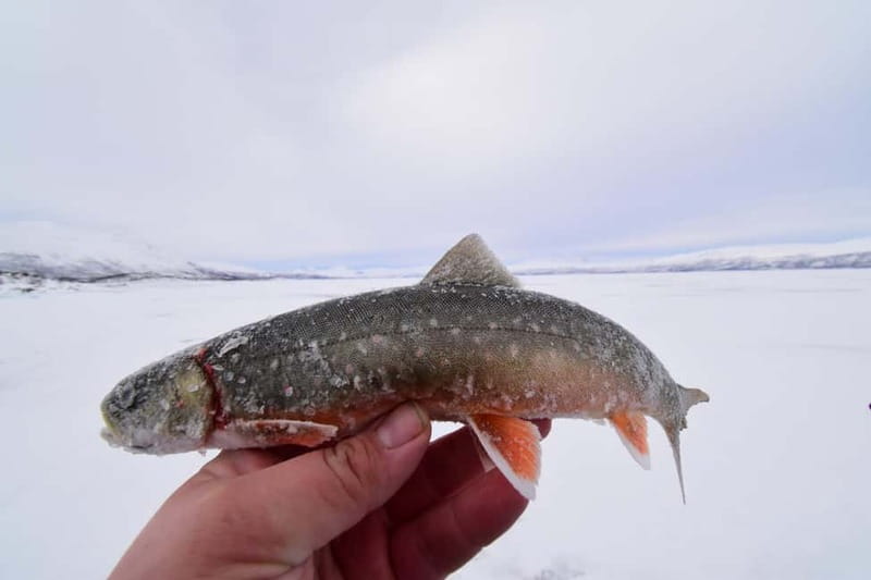 Abisko: Ice Fishing Experience - The Experience of Drilling and Sight Fishing