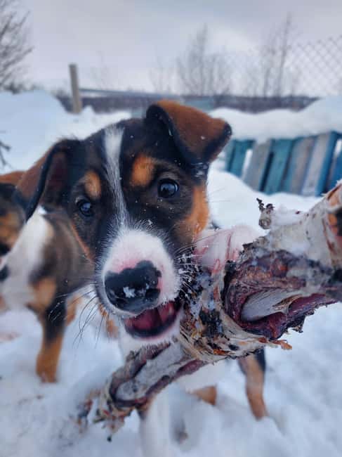 Abisko: Northern Lights Hike with Husky Puppies - Guided by Local Experts Speaking English and Swedish