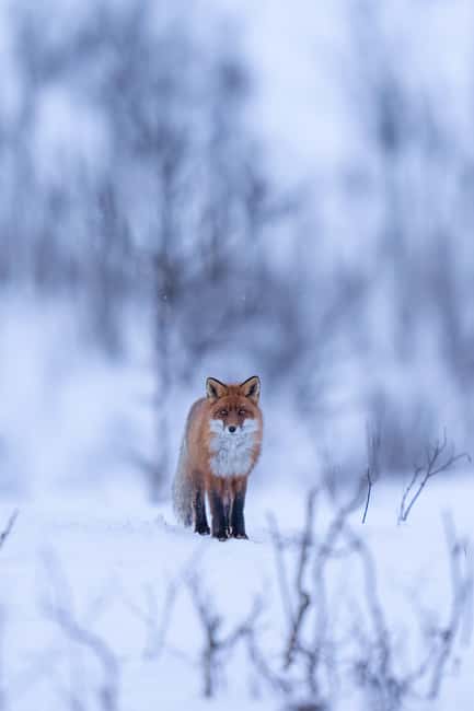Abisko: Photo Hike with Professional Photographer - The Experience for Different Fitness Levels