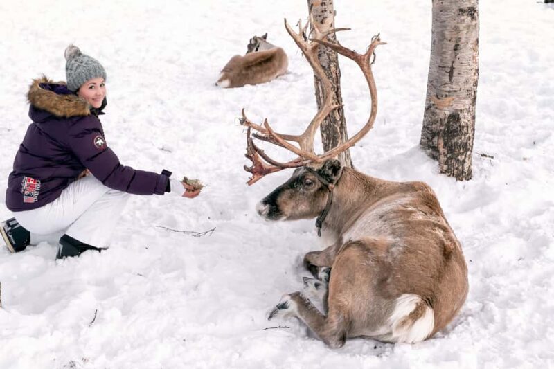 Abisko: Sámi Reindeer Experience with Snacks & Pickup - Discover the Authentic Sámi Reindeer Experience in Abisko