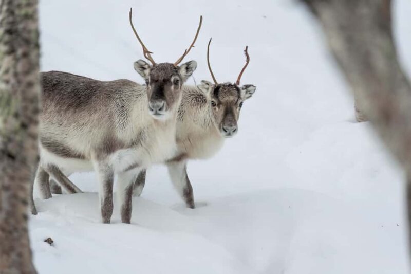 Abisko: Sámi Reindeer Experience with Snacks & Pickup - How the Tour Emphasizes Sámi Culture and Reindeer Herding