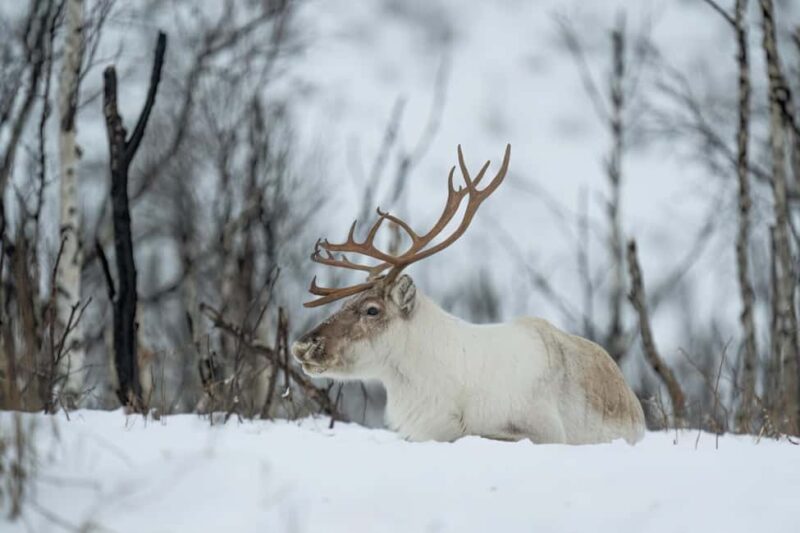 Abisko: Sámi Reindeer Experience with Snacks & Pickup - Inside the Traditional Sámi Lavvu