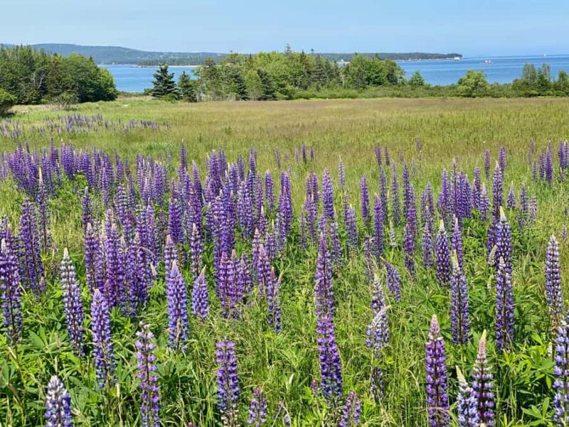 Acadia & Mount Desert Island: Private Full-Day Tour - The Delicious Lobster Pound Lunch