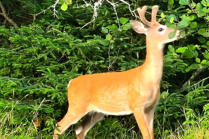 Acadia National Park Tour Wonders of Acadia - Logistics and Practical Details
