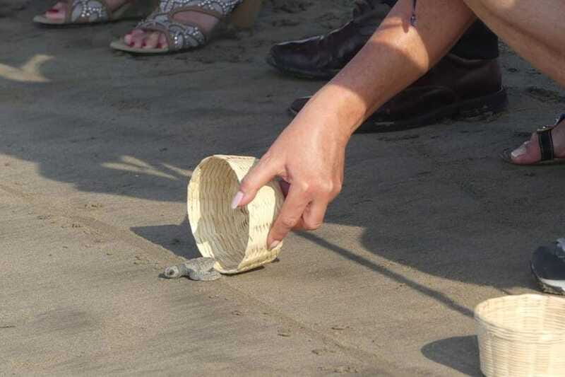 -Acapulco: 6hr City Tour & Turtle Release & High Diver Show - Optional Beverages and Private Guide Experience