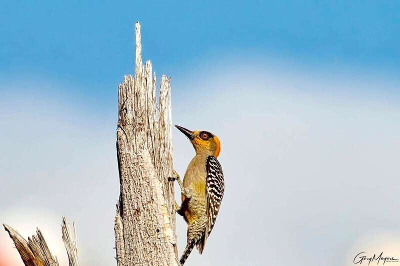 Acapulco: Early Birding Feathered Wonders with Breakfast - Exploring Mercado Central and Acapulco’s City Sights