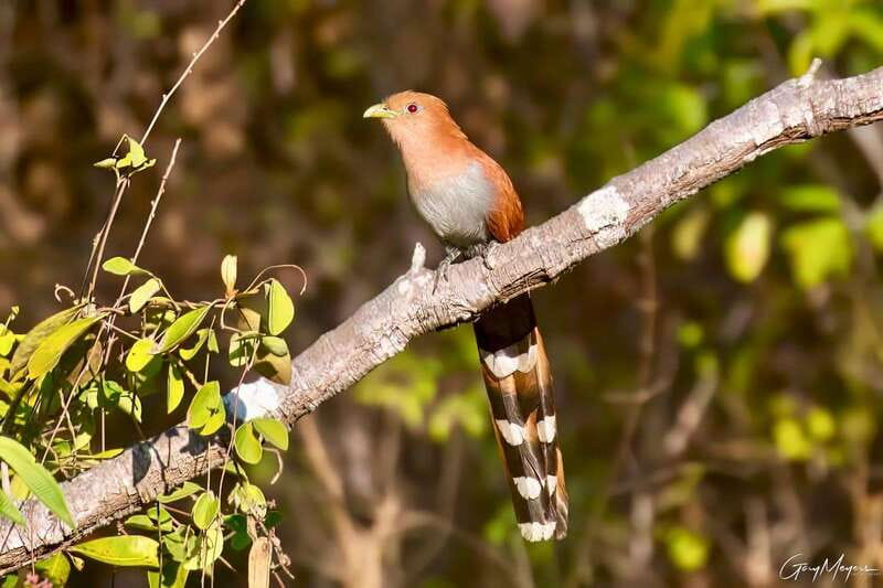 Acapulco: Early Birding Feathered Wonders with Breakfast - What Sets This Tour Apart from Other Acapulco Experiences