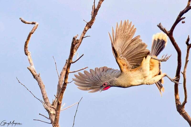 Acapulco: Early Birding Feathered Wonders with Breakfast - Suitable For and Not Suitable For