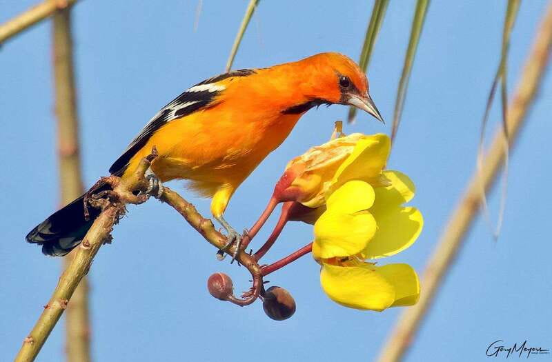 Acapulco: Early Birding Feathered Wonders with Breakfast - Frequently Asked Questions