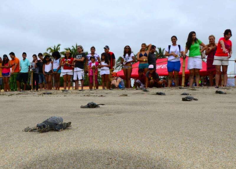 Acapulco: Turtle Release Experience - The Emotional Moment: Releasing Your Baby Turtle into the Ocean