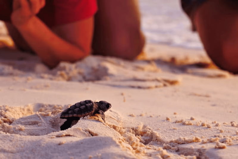 Acapulco: Turtle Release Experience - Who Will Appreciate This Tour Most?