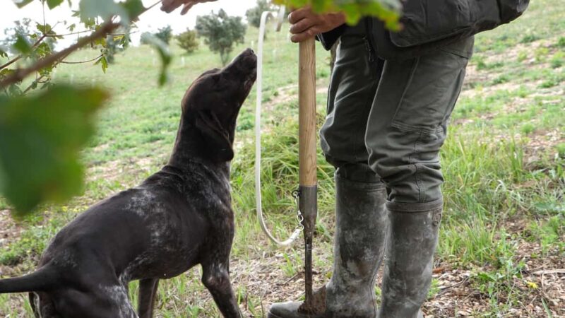Acqualagna: Discovering the Truffle From the Forest to the Table - Behind the Scenes at the Truffle Factory