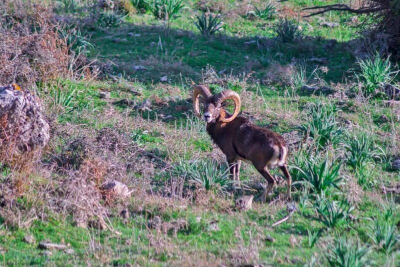 Adarre: Trek to the wild heart of the Supramonte - Key Points