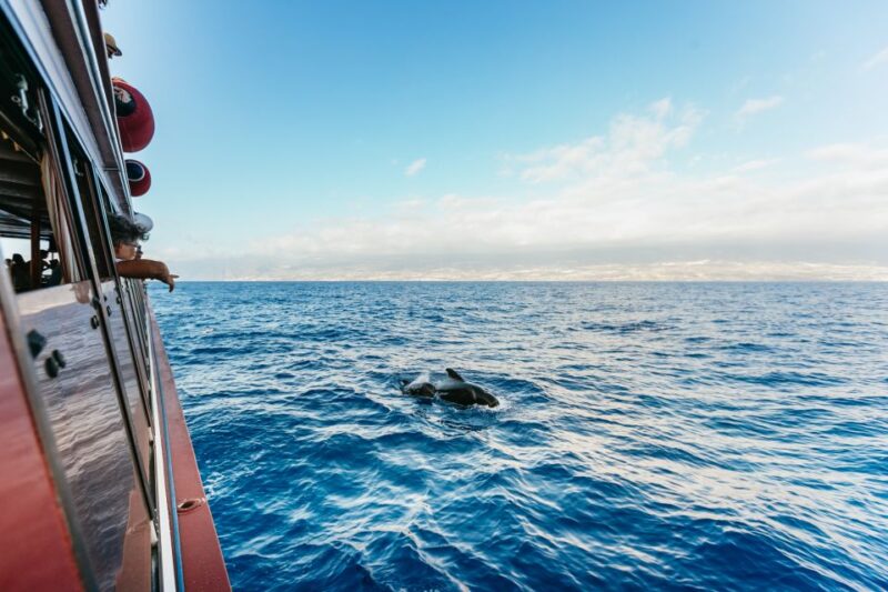 Adeje: Whale and Dolphin Watching Cruise with Lunch and Swim - Discover the Whale and Dolphin Watching Cruise from Adeje