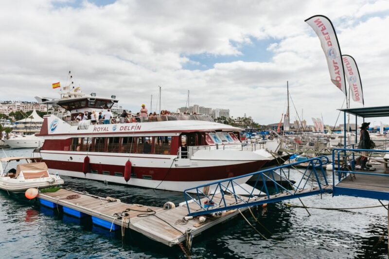 Adeje: Whale and Dolphin Watching Cruise with Lunch and Swim - Exploring the Cliffs of Los Gigantes and Marine Wildlife