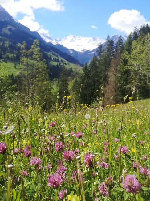 Adelboden: Countryside and Alpine Sightseeing Tour - Starting at the Adelboden Post Bus Station